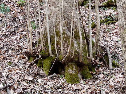 {Tilia heterophylla}